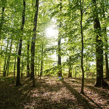 Romantik Landschloss Fasanerie Hotel 4*